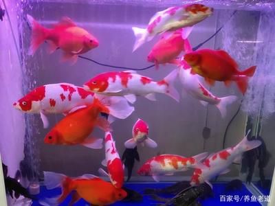 觀賞魚批發(fā)市場進(jìn)貨渠道在哪找：觀賞魚養(yǎng)殖技術(shù)指南 廣州水族批發(fā)市場 第1張