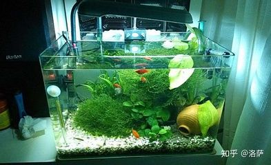 帶蓋子的魚缸過濾改裝：帶蓋子的魚缸過濾改裝方式 魚缸百科 第2張