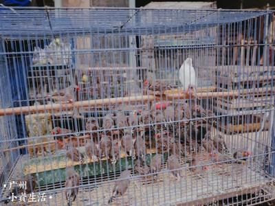 芳村大道花鳥市場在哪里：廣州芳村大道花鳥市場 廣州水族批發(fā)市場 第3張