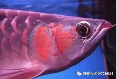 龍魚一開燈就掉眼睛怎么辦：龍魚一開燈就掉眼怎么辦，龍魚一開燈就掉眼睛怎么辦 龍魚百科 第2張