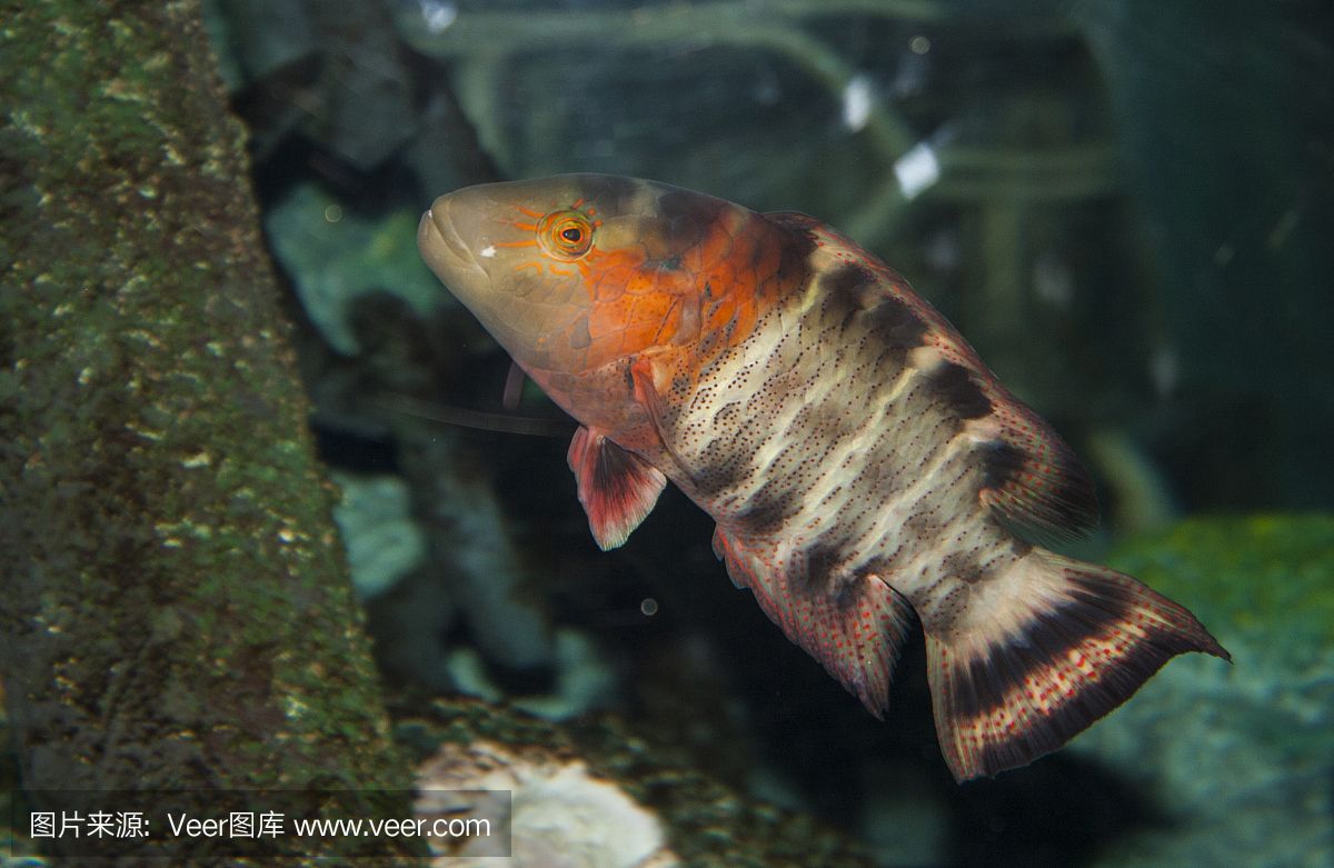 海拉爾哪里賣魚缸的多一點(diǎn)：呼倫貝爾市魚類資源介紹呼倫貝爾市魚類資源介紹 廣州水族批發(fā)市場 第4張