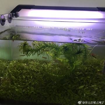 本地二手魚缸：關于本地二手魚缸的相關信息來自各城市的58同城網(wǎng)站 魚缸百科 第1張