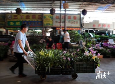 芳村大道花鳥市場：廣州芳村大道花鳥市場地址：嶺南花市、花地灣和錦秀花市