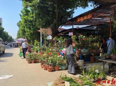 芳村大道花鳥市場：廣州芳村大道花鳥市場地址：嶺南花市、花地灣和錦秀花市 廣州水族批發(fā)市場 第4張