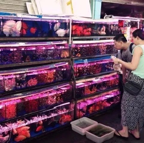 廣州芳村花鳥魚蟲新世界有什么賣貓的：廣州花鳥魚蟲市場(chǎng)的投訴處理流程 廣州水族批發(fā)市場(chǎng) 第1張