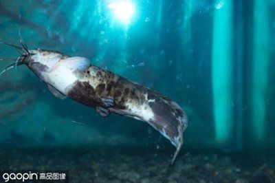 成吉思汗鯊是什么魚：成吉思汗鯊的選購與飼養(yǎng)心得 魚缸風(fēng)水 第3張