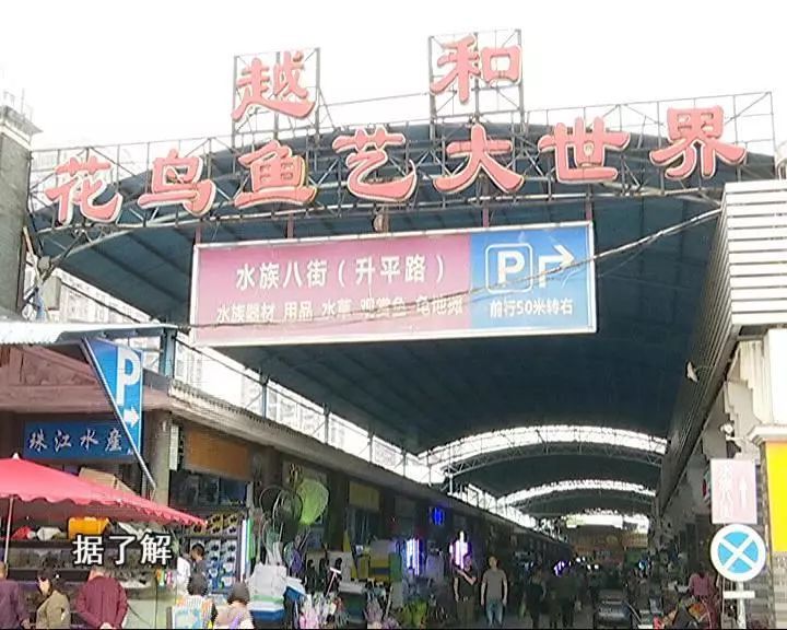 芳村花鳥魚蟲市場搬哪里了呢今天：廣州芳村花鳥魚蟲市場已經(jīng)開始搬遷 廣州水族批發(fā)市場 第1張