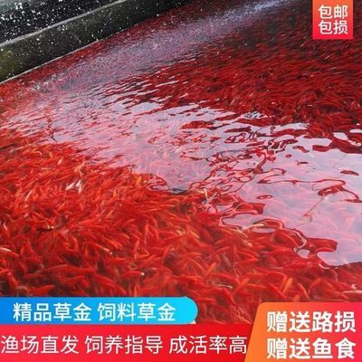 觀賞魚和魚食去什么地方批發(fā)：如何選擇觀賞魚批發(fā)市場