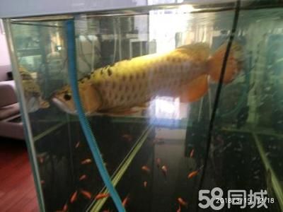 紅眼白子金龍魚：紅眼白子金龍魚是一種極具珍稀性和美感的觀賞魚 龍魚百科 第2張