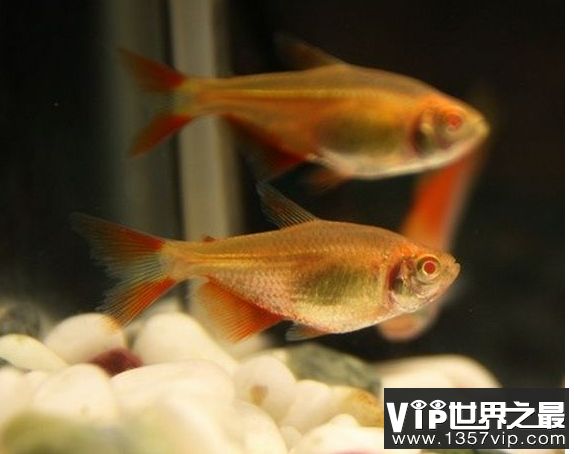 好看的觀賞魚(yú)排行榜 魚(yú)缸風(fēng)水 第4張