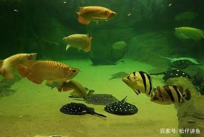 龍魚 虎魚 龜：龍魚和烏龜混養(yǎng)的結(jié)果主要有三種關(guān)鍵因素需要注意 龍魚百科 第3張