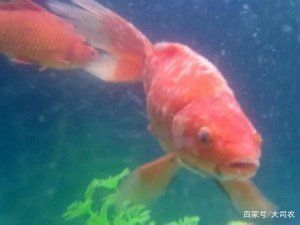 大魚缸金魚長白毛水怎么辦呢：金魚身上長白毛如何處理和預(yù)防措施金魚感染水霉病 魚缸百科 第3張