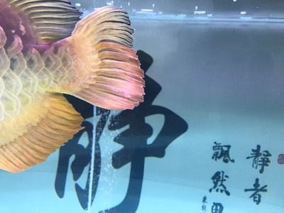 金龍魚魚眼有白物是什么情況導(dǎo)致的：金龍魚魚眼出現(xiàn)白物是什么情況導(dǎo)致的金龍魚魚眼白物是什么情況 龍魚百科 第1張