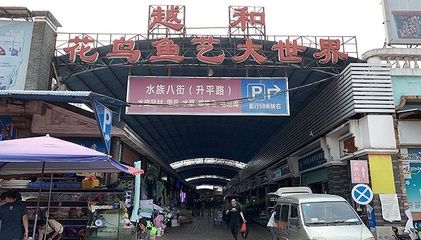 芳村花鳥魚蟲市場搬遷：廣州芳村花鳥魚蟲市場搬遷 廣州水族批發(fā)市場 第3張