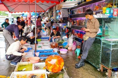 芳村花鳥魚蟲市場搬遷：廣州芳村花鳥魚蟲市場搬遷 廣州水族批發(fā)市場 第1張