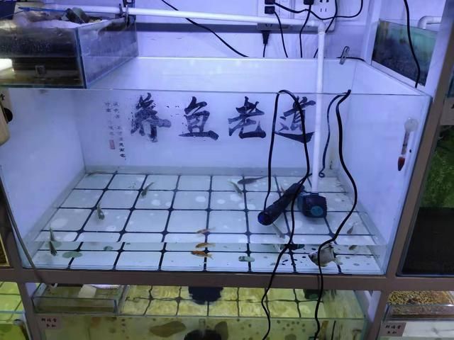 大蘇打魚缸放多少水合適養(yǎng)魚