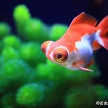 超白魚缸養(yǎng)什么魚好：超白魚缸如何選擇和養(yǎng)護(hù) 魚缸百科 第3張