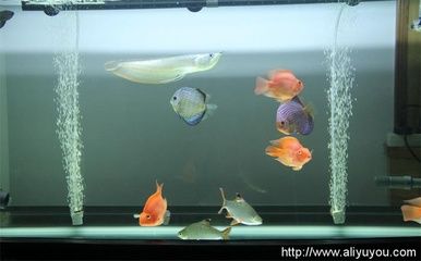 兩條龍魚(yú)混養(yǎng)方法 龍魚(yú)百科 第2張