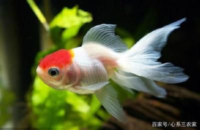 白點(diǎn)病過后魚缸怎么處理：白點(diǎn)病過后的魚缸處理方法 魚缸百科 第1張