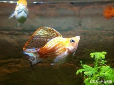 白點(diǎn)病過后魚缸怎么處理：白點(diǎn)病過后的魚缸處理方法 魚缸百科 第3張