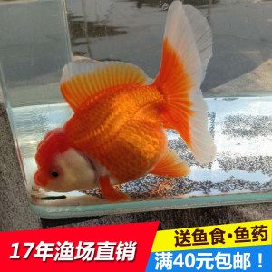 觀賞魚大尾巴的小魚 魚缸風(fēng)水 第2張