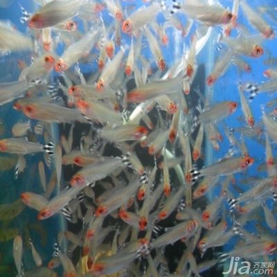 紅色魚缸風(fēng)水講究什么：紅色魚缸在風(fēng)水學(xué)中代表著光明、吉祥運勢和風(fēng)水有關(guān)的因素