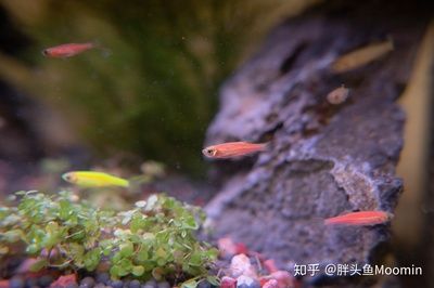 關于魚缸里的魚的日記怎么寫：觀察魚缸里的魚的生活 魚缸風水 第1張