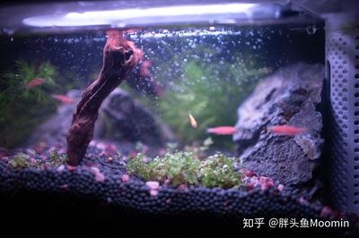 關于魚缸里的魚的日記怎么寫：觀察魚缸里的魚的生活 魚缸風水 第4張