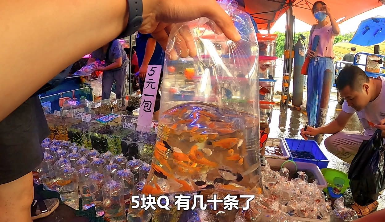 廣州最大的水族市場在哪里有：全球最大水族市場，藏身廣州老城區(qū)20年