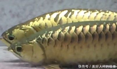 網(wǎng)絡語金龍魚是什么意思啊 龍魚百科 第3張