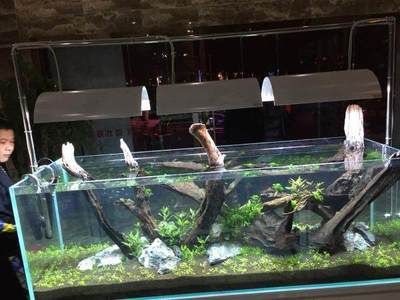 布好景的魚缸如何清理：如何清理魚缸？