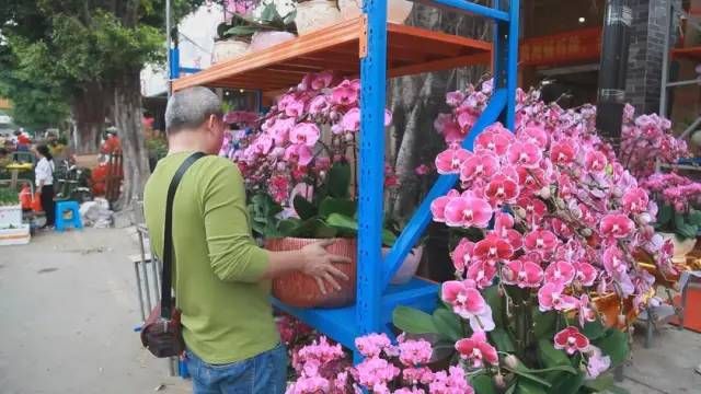 芳村花鳥蟲魚新市場在哪里?。簭V州芳村花鳥蟲魚新市場