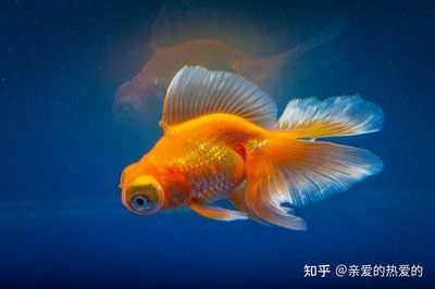 定制魚缸注意事項(xiàng)：定制魚缸時需要注意材質(zhì)選擇、尺寸形狀設(shè)計(jì)、安全性耐用性耐用性 魚缸風(fēng)水 第3張