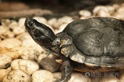 百藝城花鳥魚新世界廣州市荔灣區(qū)烏龜在哪里：廣州荔灣區(qū)百藝城花鳥魚新世界和烏龜相關(guān)的地點(diǎn)