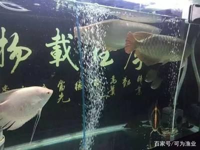 給魚缸升溫可以殺菌嗎：給魚缸升溫可以殺菌嗎紫外線殺菌燈的工作原理 魚缸風(fēng)水 第1張