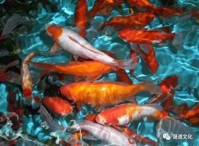 關(guān)于魚缸的風(fēng)水知識(shí)：辦公室風(fēng)水魚的擺放藝術(shù) 魚缸風(fēng)水 第3張