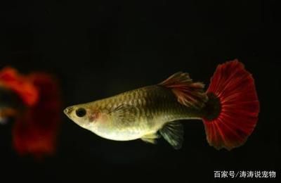 好動(dòng)的觀賞魚有哪些：好養(yǎng)又討喜的觀賞魚