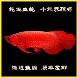 紅龍魚養(yǎng)殖場(chǎng)都有哪些設(shè)備：紅龍魚養(yǎng)殖場(chǎng)常見(jiàn)的設(shè)備是什么紅龍魚養(yǎng)殖場(chǎng)常見(jiàn)的設(shè)備