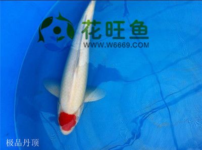 廣州的觀賞魚在哪里拿貨的？：廣州觀賞魚市場的歷史演變