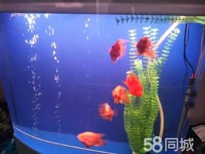 1.8米魚缸養(yǎng)多少鸚鵡魚：1.8米的魚缸養(yǎng)多少鸚鵡魚