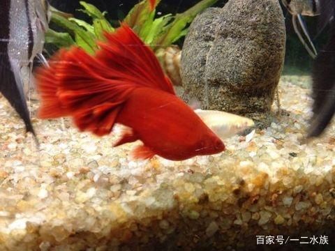 北方水適合養(yǎng)什么觀賞魚：北方養(yǎng)殖觀賞魚養(yǎng)殖觀賞魚需要注意事項和注意事項 魚缸風水 第4張