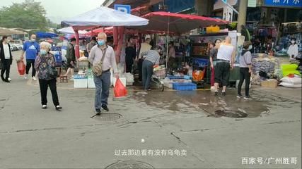 廣州賣觀賞魚的店鋪：廣州賣觀賞魚的地方 廣州水族批發(fā)市場(chǎng) 第4張