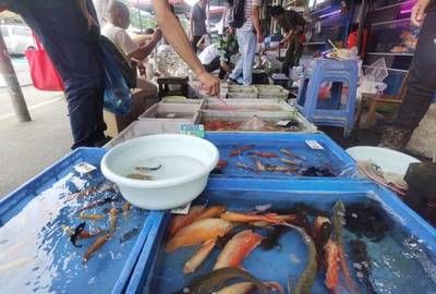 廣州賣觀賞魚的店鋪：廣州賣觀賞魚的地方