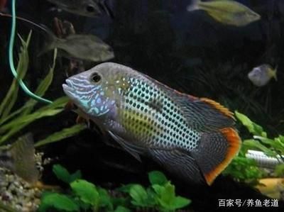 缸養(yǎng)觀賞魚有哪些品種好：缸養(yǎng)觀賞魚品種大全 魚缸風(fēng)水 第4張