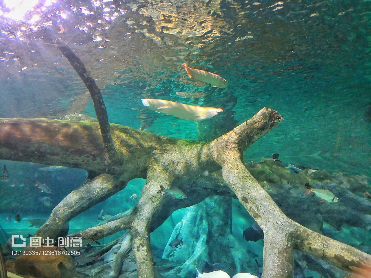 大洋水族魚缸廠家在哪里?。捍笱笏弭~缸廠家位置 魚缸百科 第1張