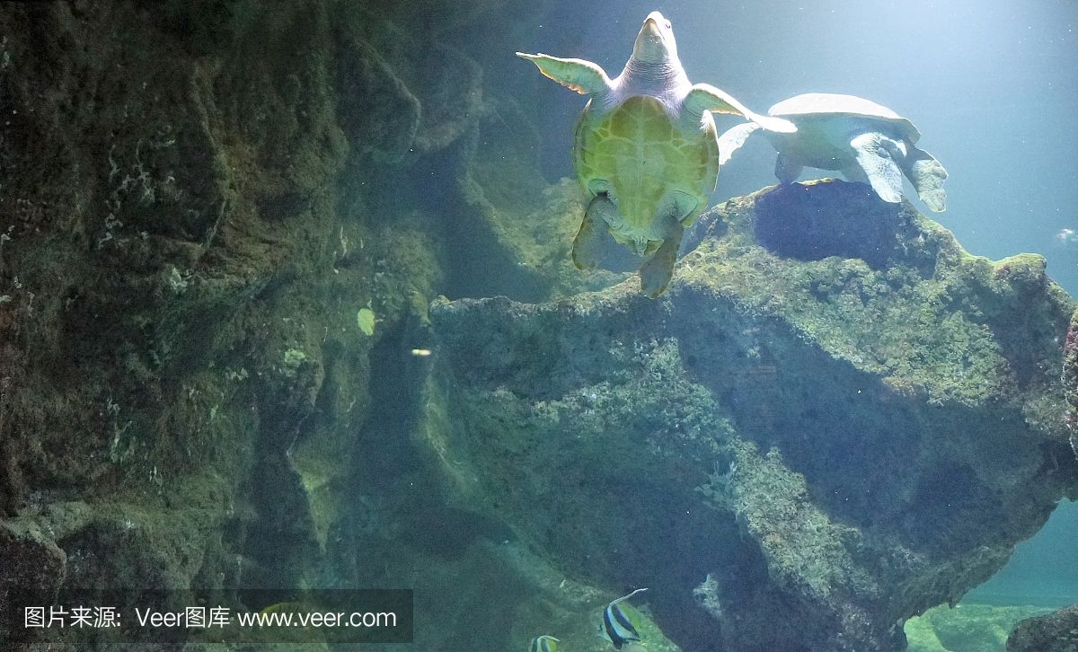 大洋水族魚缸廠家在哪里?。捍笱笏弭~缸廠家位置 魚缸百科 第3張