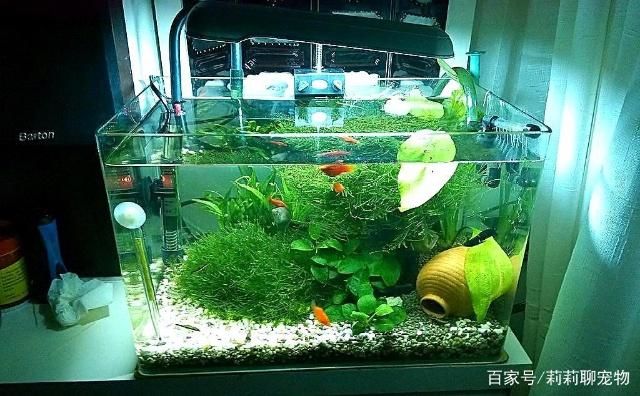 家里的魚缸養(yǎng)什么魚合適：如何在家里養(yǎng)殖魚缸 魚缸風(fēng)水 第3張