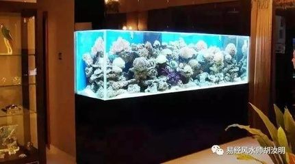 家里放2個魚缸養(yǎng)魚好嗎：家里放2個魚缸養(yǎng)魚好不好 魚缸風水 第1張