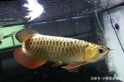 龍魚狀態(tài)不好的表現(xiàn)有哪些呢：如何判斷龍魚的狀態(tài)