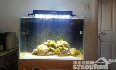 放魚缸要講風(fēng)水嗎為什么：魚缸擺放位置魚缸風(fēng)水作用 魚缸風(fēng)水 第1張